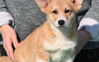 Velski korgi/Welsh Corgi Pembroke