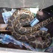 MAMLAMBO SNAKE+27766119137 MAGIC RINGS IN LIMPOPO,POLOKWANE,MOKOPANE,TZANEEN,THOHOAYNDOU,GIYANI