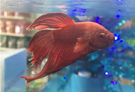 order fish pets in australia, Buy pet fish